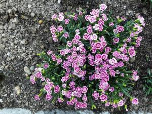 Κήπος έξω από το Chalet Traumfleck