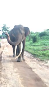 Άλλα ζώα σε αυτό το δωμάτιο σε οικογενειακή κατοικία ή στη γύρω περιοχή