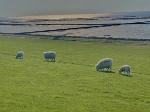 eine Gruppe von Schafen, die auf einem Feld weiden in der Unterkunft Salzwiesenblick in Westerdeichstrich