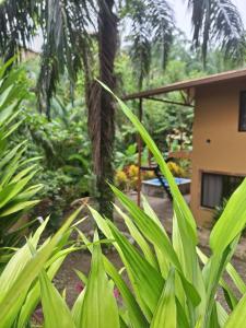 a view of a garden with palm trees and a house at Villas Corcovado-AC-Jacuzzi-Pool-Great Views-Nature-Relaxing in Puerto Jiménez