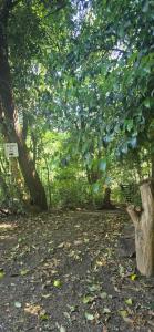 un albero con foglie verdi su una strada sterrata di MONTE CABAÑA San Clemente a San Clemente