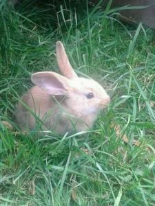 Άλλα ζώα σε αυτό το διαμέρισμα ή στη γύρω περιοχή +9 φωτογραφίες