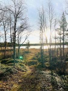 a field with trees and a body of water at NorrskensRo in Kiruna