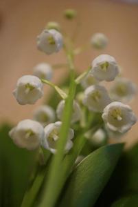 Ein Haufen weißer Blumen auf einer grünen Pflanze in der Unterkunft Bühlengasse 6 in Grindelwald