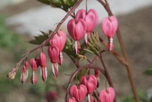 Ein Strauß rosa blutender Herzen hängt an einem Baum in der Unterkunft Bühlengasse 6 in Grindelwald + 14 Fotos