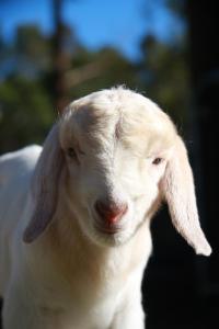 uma cabra branca com orelhas compridas a olhar para a câmara em Telegraph Retreat Cottages em Telegraph Point