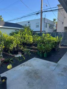 Aed väljaspool majutusasutust Long Beach vocation home