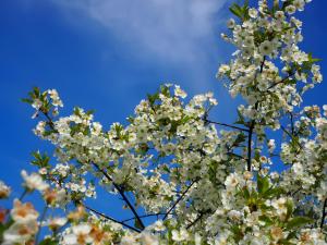 Ein Baum mit weißen Blumen an einem blauen Himmel in der Unterkunft Gite L'Etable in Saint-Hilaire-la-Palud + 3 Fotos
