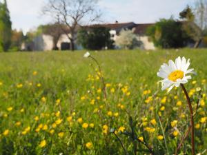 eine weiße Blume inmitten eines Blumenfeldes in der Unterkunft Gite L'Etable in Saint-Hilaire-la-Palud