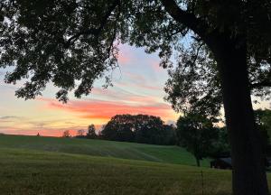 a tree in a field with a sunset in the background at Apartment im Grünen -Garden in Chemnitz