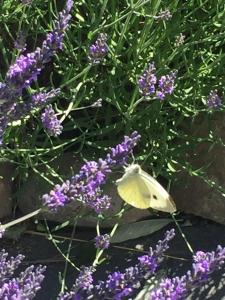 Zvířata v prázdninového domu nebo okolí