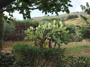 a tree with green bananas on it in a field at A Casuzza di Poggio Scopello in Scopello +23 photos