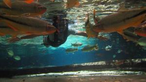 Άλλα ζώα σε αυτός ο ξενώνας ή στη γύρω περιοχή