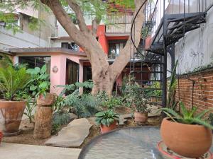 a tree in front of a building with plants at Casa del Árbol Xochimilco in Oaxaca City