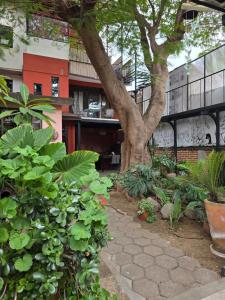 a tree in front of a building with plants at Casa del Árbol Xochimilco in Oaxaca City