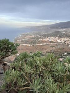 a group of palm trees on top of a mountain at RUBYAi in Icod el Alto