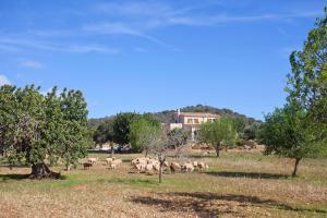 eine Schafherde grast auf einem Feld mit Bäumen in der Unterkunft Finca Can Marines in Calonge