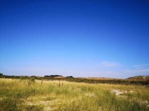 ein Grasfeld mit blauem Himmel im Hintergrund in der Unterkunft Cozy Retreat in Sonderho - By Traum Ferienwohnungen in Sønderho