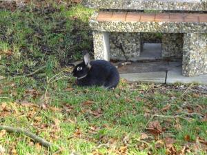 Huéspedes con una o varias mascotas en Rehalp Westen