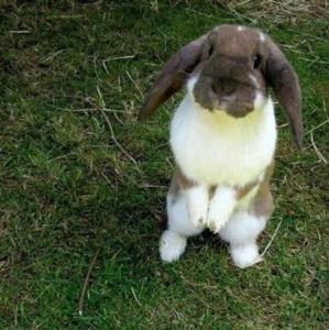 Κατοικίδιο ή κατοικίδια επισκεπτών που μένουν στο Farbhaus Bleiche +2 φωτογραφίες