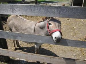 Άλλα ζώα σε αυτό το διαμέρισμα ή στη γύρω περιοχή +1 φωτογραφίες