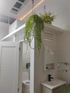 baño con una planta colgada sobre un aseo en Zen 1 Room KL, en Kuala Lumpur