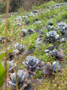 Κήπος έξω από το Pondok Kebun Sayur +2 φωτογραφίες