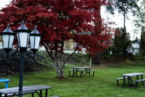a group of picnic tables and a tree with red leaves at Mountain View Hope Motel in Hope
