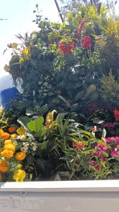 eine Ausstellung bunter Blumen in einem Garten in der Unterkunft Silor mahadev home stay in Almora