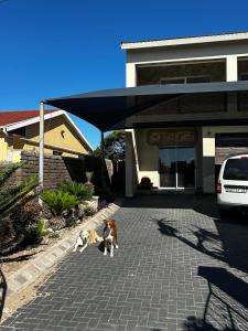 Κατοικίδιο ή κατοικίδια επισκεπτών που μένουν στο Ocean Nook