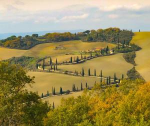 an aerial view of a field with cypress trees at Vitalenta Agriboutique in Pienza