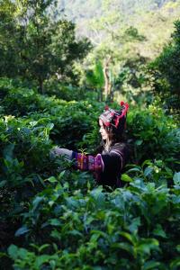 Photo de la galerie de l'établissement ไร่ชาอาโซ, à Ban Huai Khai