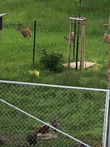 two animals in a field behind a fence at Pension Ute in Strehla