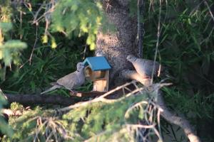 Zvířata v prázdninového domu nebo okolí