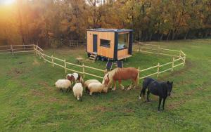 a group of sheep and horses grazing in a field at Homnest - Refuge en nature au coeur du Tarn in Puybegon