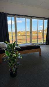 a bedroom with a bed and a plant in front of a window at Unterkünfte Buchholz in Buchholz in der Nordheide