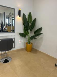 Una planta en una habitación con una silla y un espejo. en El Flamenco, en Mojácar