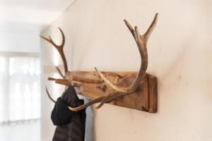 Άλλα ζώα σε αυτό το διαμέρισμα ή στη γύρω περιοχή