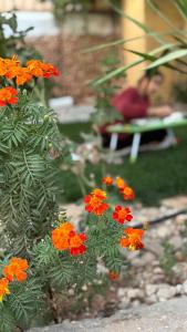 Κήπος έξω από το Simple home