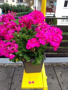 Zahrada ubytování B&B Zur Tanne