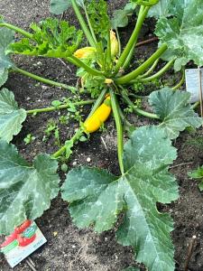 Zahrada ubytování Apartment für berufliche oder private Zwecke + 2 fotografie