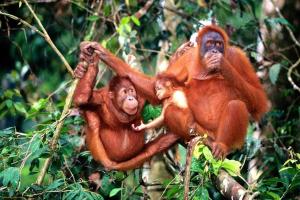 Zwei Affen sitzen auf einem Baum in der Unterkunft Kinta Riverfront Apartment, Jalan Lim Bo Seng IPOH in Ipoh