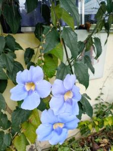 Κήπος έξω από το Recanto Beija-flor +5 φωτογραφίες