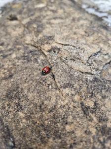 Fotografie z fotogalerie ubytování Guest House Robin Hud v destinaci Cherni Osŭm