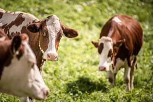 Άλλα ζώα σε αυτό το διαμέρισμα ή στη γύρω περιοχή