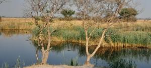 deux arbres assis dans l'eau dans un champ dans l'établissement Marrow camping site, à Sikwanyi