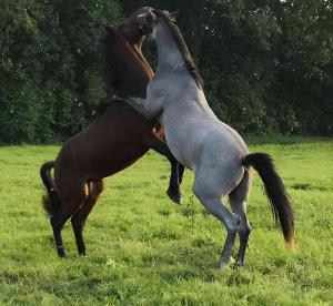 un cheval se tient sur le dos dans un champ dans l'établissement Gîte de Rosemont, à Saint-Pol-sur-Ternoise