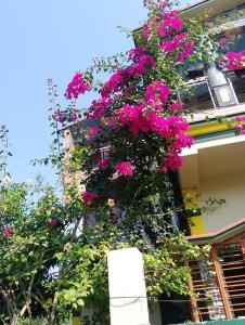 Zahrada ubytování Swpnaneer home stay