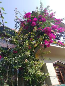 Zahrada ubytování Swpnaneer home stay