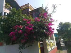 Zahrada ubytování Swpnaneer home stay + 3 fotografie